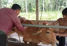 Realisasi Vaksin PMK di Lampung Capai 61,7 Persen