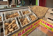 Ubi Cilembu Mulai Diminati Warga Way Kanan
