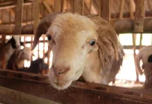 Tanjung Harapan Kembangkan Ternak Kambing, Dongkrak Ekonomi Warga
