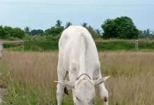 Way Kanan Empat Besar Penghasil Sapi Potong di Lampung
