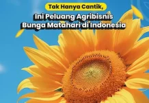 Minyak Bunga Matahari berpotensi dikembangkan di Indonesia