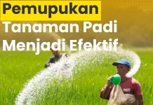 Sembilan Faktor Tentukan Efektivitas Pupuk Padi