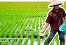 Gunakan Bagan Warna Daun, Petani Tepat Takar Pupuk Nitrogen