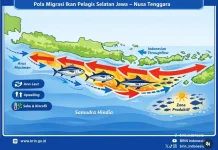 Upwelling Suburkan Laut, Ikan Tuna dan Lemuru Melimpah di Selatan Jawa