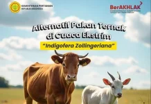 Alternatif Pakan Ternak di Cuaca Ekstrem