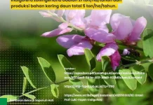 Panen 3 Kali dalam 120 Hari, Indigofera Produksi 21 Ton per Hektar