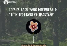 Peneliti Indonesia Temukan Spesies Baru Hoya di Kalimantan