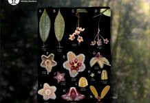 Hutan Kalimantan Kaya Spesies Baru, Penemuan Hoya Bukitraya Jadi Pengingat Pentin