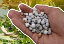 Jali, Tanaman Pangan Alternatif Kaya Gizi yang Digadang Kementan