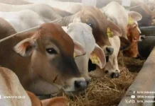 Teknologi Premix Combo BRIN, Solusi Tingkatkan Produksi Ternak Sekaligus Tekan Em