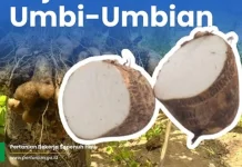 Gembili, Tanaman Umbi Lokal yang Berpotensi Jadi Alternatif Sumber Karbohidrat