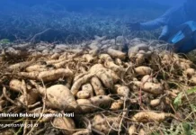 Kaya Senyawa Bioaktif, Gembili Berpotensi Cegah Diabetes hingga Kanker
