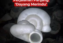 BRIN Temukan Spesies Baru Keong Darat di Karst Sumatra Selatan