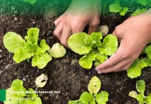 Petani Wajib Tahu, Ini Waktu Tepat Lakukan Penyulaman Tanaman