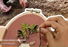 Mengapa Bibit Mati setelah Ditanam? Ini Lima Penyebab Utama Menurut Kementan