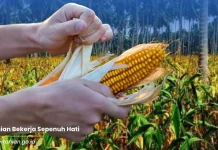 Kementan Genjot Produksi Jagung dengan Integrasi di Kebun Kelapa