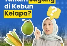 Integrasi Jagung di Kebun Kelapa, Peluang Ganda bagi Kesejahteraan Pekebun