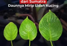BRIN Identifikasi Spesies Baru Homalomena, Daunnya Mirip Lidah Kucing