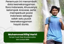 Homalomena lingua-felis, Spesies Baru dari Tapanuli yang Terancam Punah