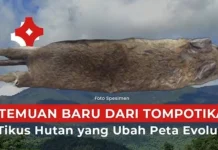 BRIN Temukan Spesies Baru Tikus Hutan di Sulawesi, Hasil Kolaborasi Internasional