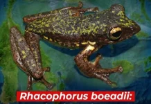 BRIN Temukan Katak Pohon Baru Endemik Sulawesi, Punya Kulit Berbintik Putih