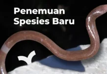 BRIN Temukan Spesies Baru Kadal Buta di Pulau Buton, Tubuhnya Seperti Cacing