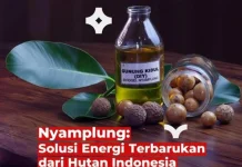 Nyamplung, Tanaman Hutan Indonesia yang Berpotensi Jadi Bioavtur dan Biodiesel