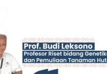 BRIN: Nyamplung, Tanaman Serbaguna untuk Restorasi Lahan dan Ekonomi Sirkular