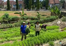 Warga Binaan Lapas Way Kanan Panen Sayuran Mandiri