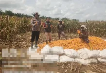 Polisi dan Warga di Negara Batin Panen Jagung Serentak