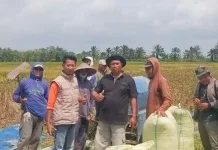 Bulog Lampung Utara Serap Puluhan Ribu Ton Gabah Petani