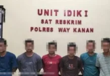 Polres Way Kanan Tangkap Enam Pelaku Pembalakan Liar