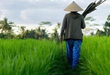 Balai Penyuluh Pertanian Dorong Petani Beralih ke Pertanian Modern