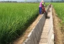 Petani di Way Kanan Minta Perbaikan Irigasi Primer