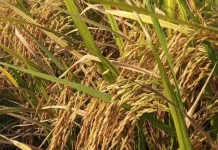 Bibit Unggul Dinilai Tingkatkan Produksi Petani di Way Kanan