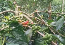 Hasil Panen Kopi di Sumbagsel Musim Ini Merosot jika Dibanding Musim Sebelumnya