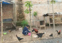 Warga Manfaatkan Pekarangan untuk Beternak Ayam