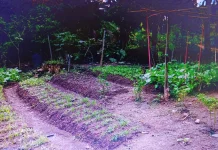 Warga Manfaatkan Pekarangan untuk Kebun Sayur Mandiri