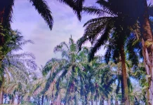 Hamparan Kebun Sawit Jadi Penopang Ekonomi Warga
