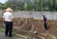 Lapas Way Kanan Buat Lanjaran Kacang dan Sulam Jagung