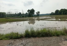Sawah Tergenang Air, Petani Mulai Masa Tanam