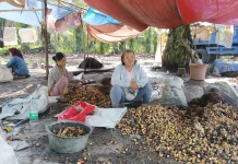 Menjemput Rezeki di Brondol Sawit