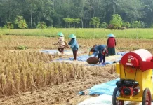 Regenerasi Petani di Way Kanan Belum Maksimal