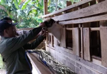 Dinas TPHP Ungkap Tantangan Kesehatan Ternak jelang Idul Adha