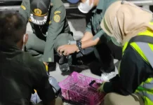 Penyelundupan Satwa Melalui Bus Digagalkan di Bakauheni