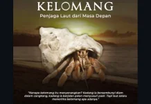 Kelomang, Penjaga Kecil Laut yang Peka Terhadap Pencemaran