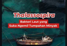 Bakteri Thalassospira, Solusi Alami Bersihkan Tumpahan Minyak di Laut