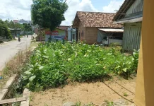Pekarangan Rumah Warga Dimanfaatkan untuk Kebun Produktif