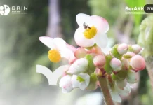 Begonia Multangula, Tanaman Asli Indonesia Penghilang Bau Mulut