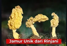 BRIN Temukan Jamur Morel Tropis Pertama di Indonesia, Bernama Morchella rinjanien